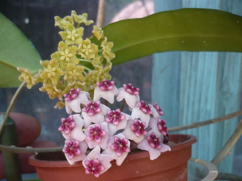 P1410765 - HOYA 2019