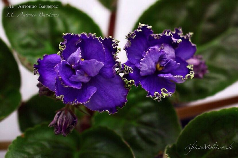  - LE Antonio Banderas