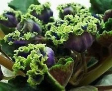 Antonio Banderas - AA Violete in colecție poze net