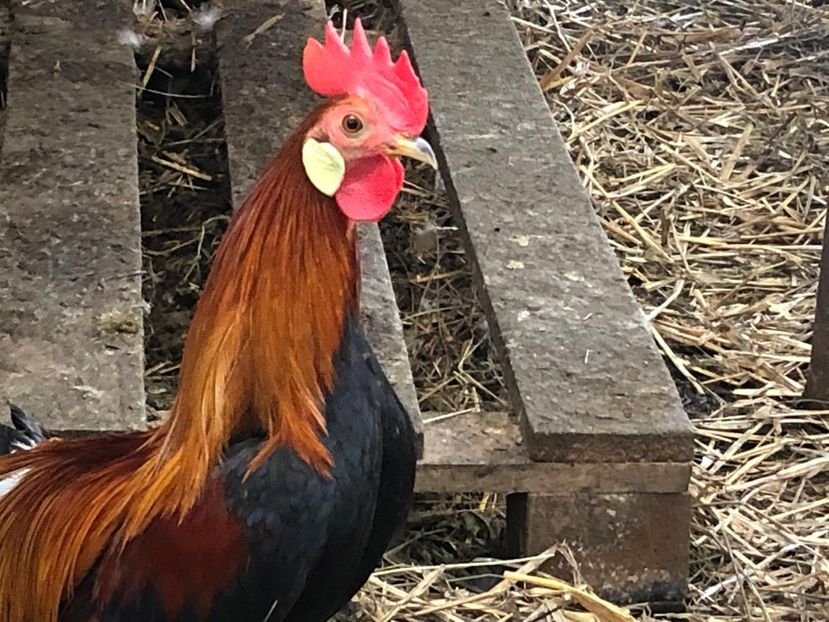  - Phoenix pitic matca 2019