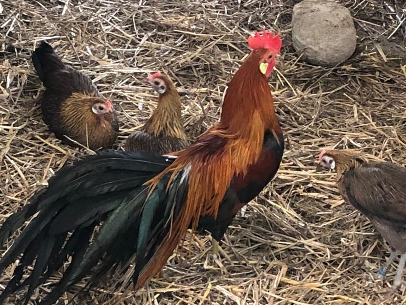  - Phoenix pitic matca 2019