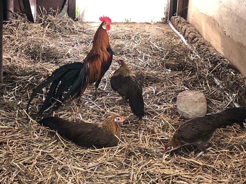  - Phoenix pitic matca 2019