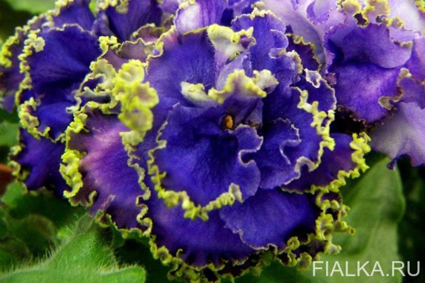 Buntar - AA Violete in colecție poze net