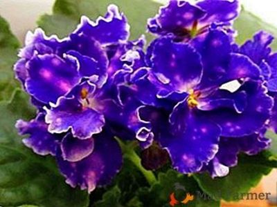 Chanson - AA Violete in colecție poze net