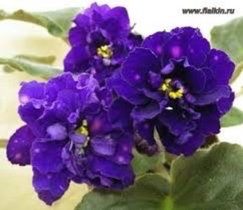 Chanson - AA Violete in colecție poze net