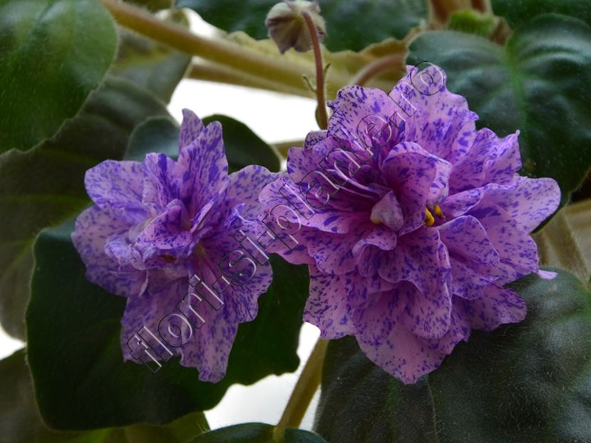 Cathedral - AA Violete in colecție poze net