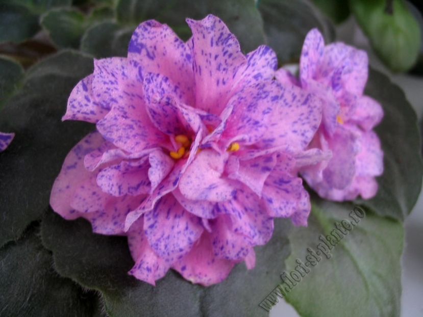 Cathedral - AA Violete in colecție poze net