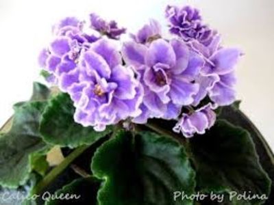 Calico Queen - AA Violete in colecție poze net