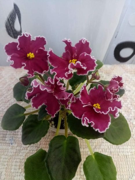 8 iunie - ZZ RS Dance of Fire