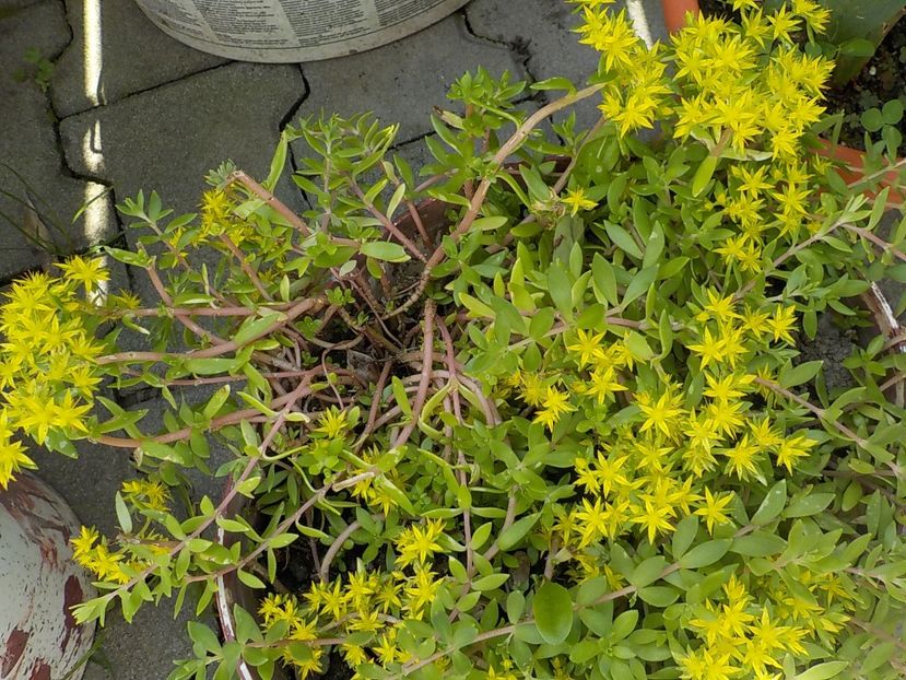  - sedum sarmentosum