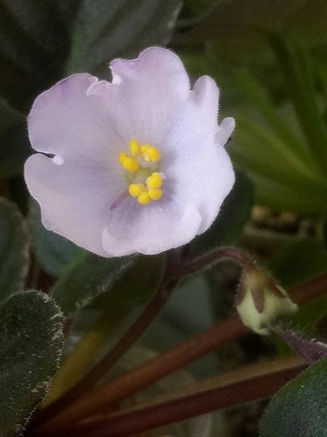 29 mai - ZZ Rob s Pewter Bells