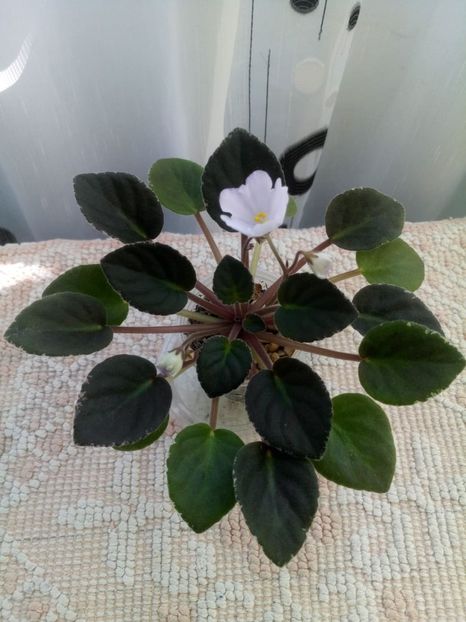 1 iunie - ZZ Rob s Pewter Bells