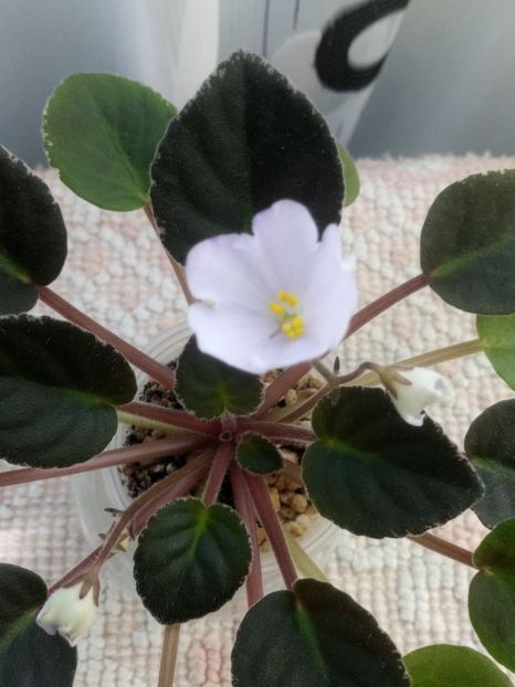 1 iunie - ZZ Rob s Pewter Bells