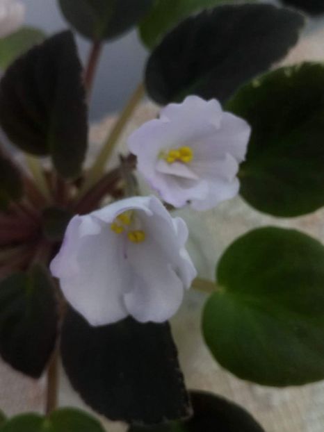 8 iunie - ZZ Rob s Pewter Bells