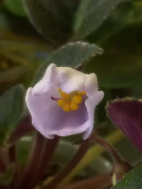 8 iunie - ZZ Rob s Pewter Bells