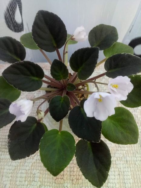 8 iunie - ZZ Rob s Pewter Bells