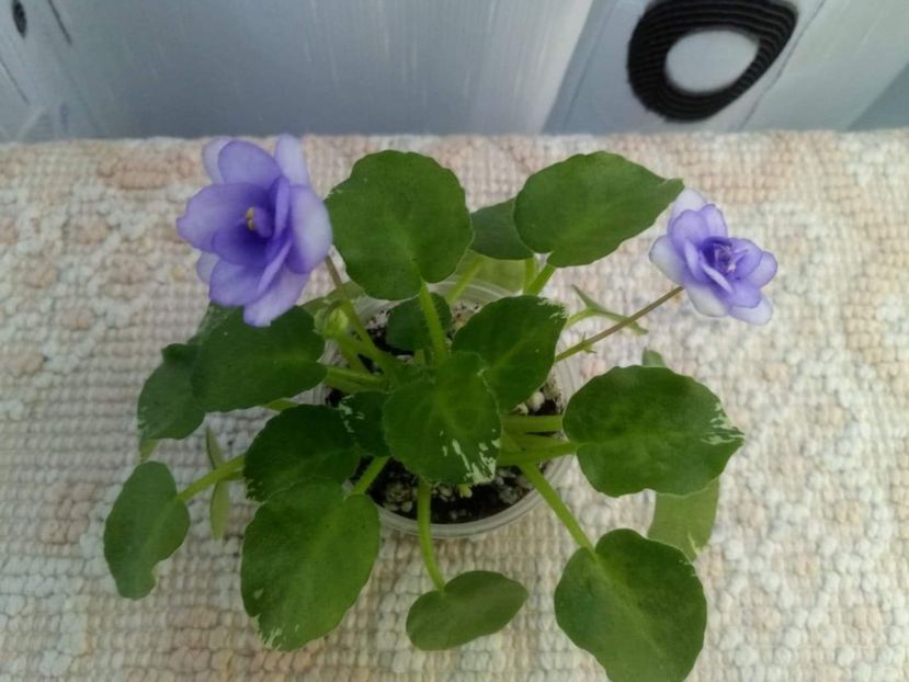 8 iunie - Pacific Pearl