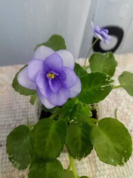 8 iunie - Pacific Pearl