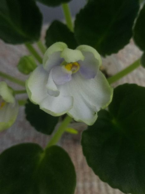 21 mai - ZZ Ma s Soap Bubbles