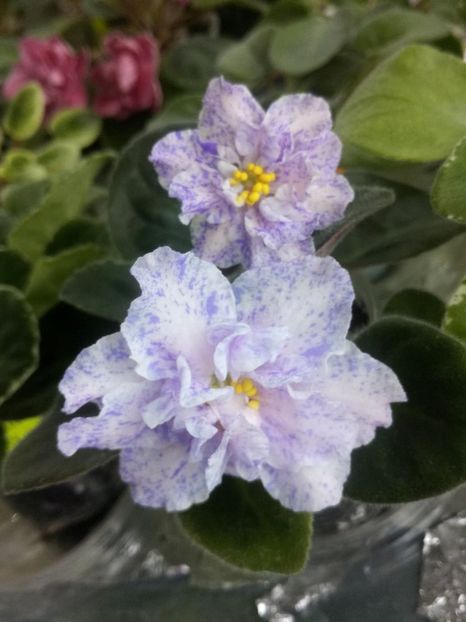 31 mai - RS Morskaya Princessa