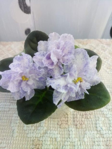 8 iunie - RS Morskaya Princessa