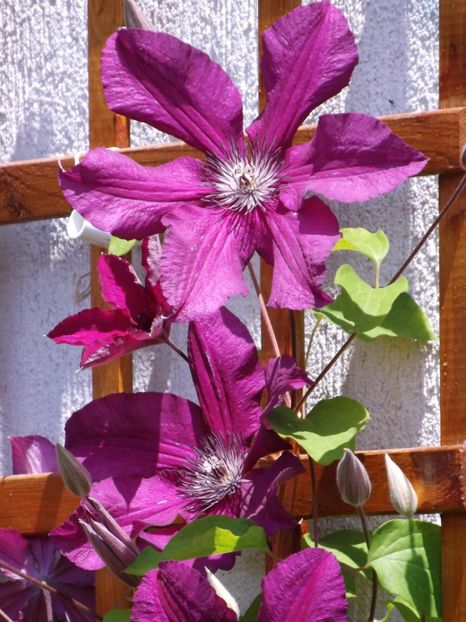  - Clematita Kardinal Wyszynski 2