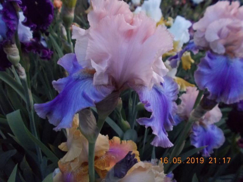 pr-r8,2-florentine silk-15 - IRISI INALTI SI MEDII DISPONIBILI IN 2023 capitol 2