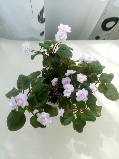 29 mai - Rob s Vanilla trail