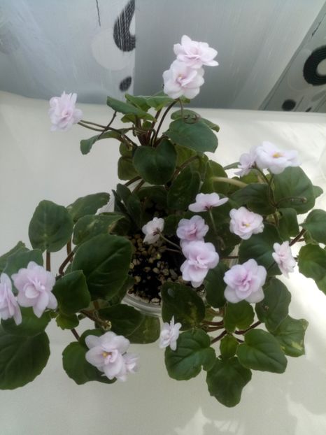 29 mai - Rob s Vanilla trail