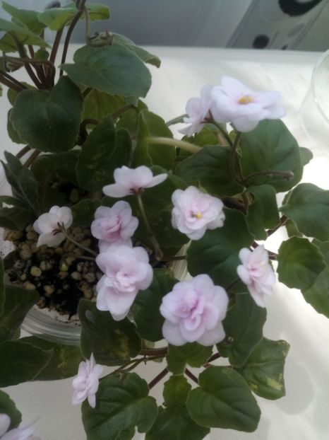 29 mai - Rob s Vanilla trail