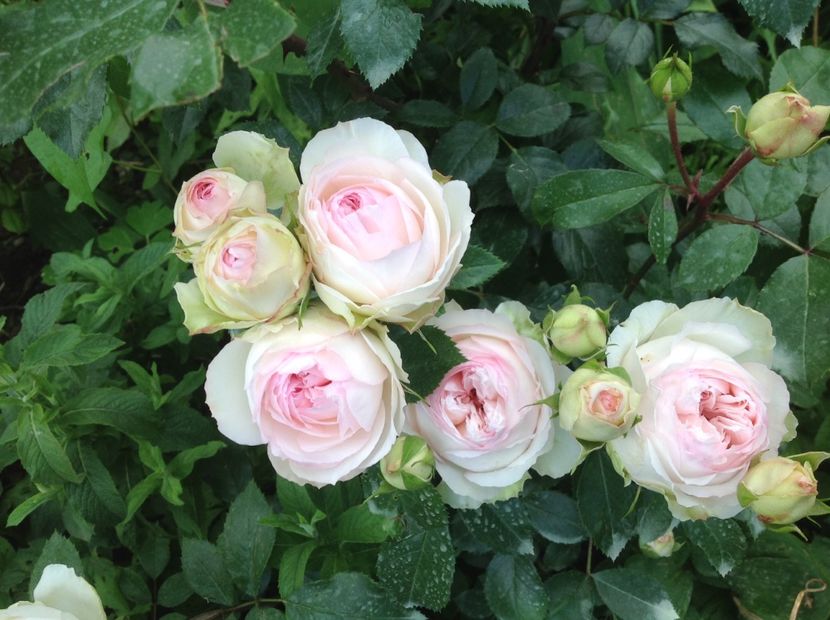  - Stephanie Baronin Zu Guttemberg