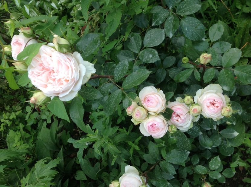  - Stephanie Baronin Zu Guttemberg