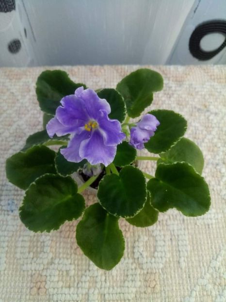 8 iunie - ZZ LE Siurprizy Zimny - LE The Surprise of Winter