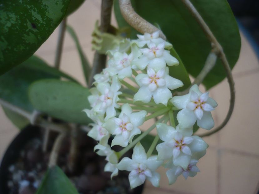 P1410767 - HOYA 2019