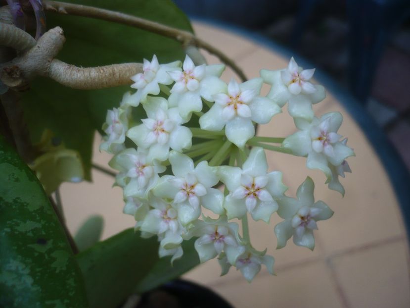 P1410768 - HOYA 2019