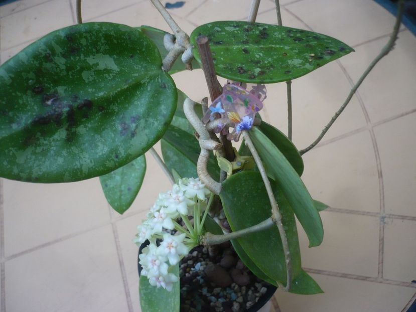 P1410769 - HOYA 2019