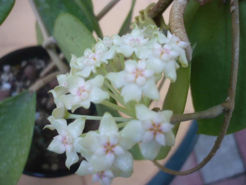 P1410770 - HOYA 2019