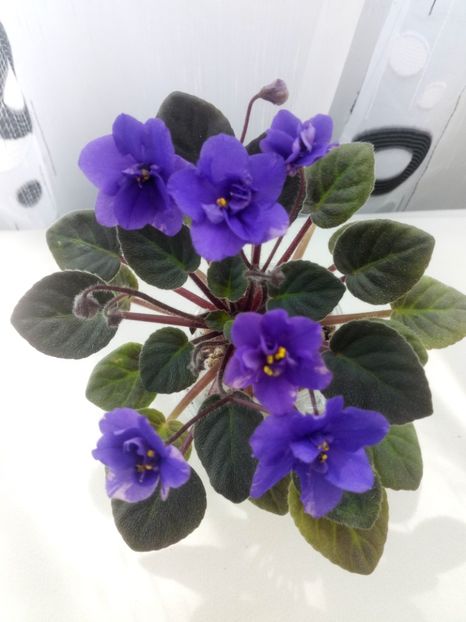 29 mai - Downsview Trail