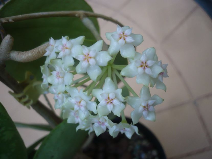 P1410772 - HOYA 2019