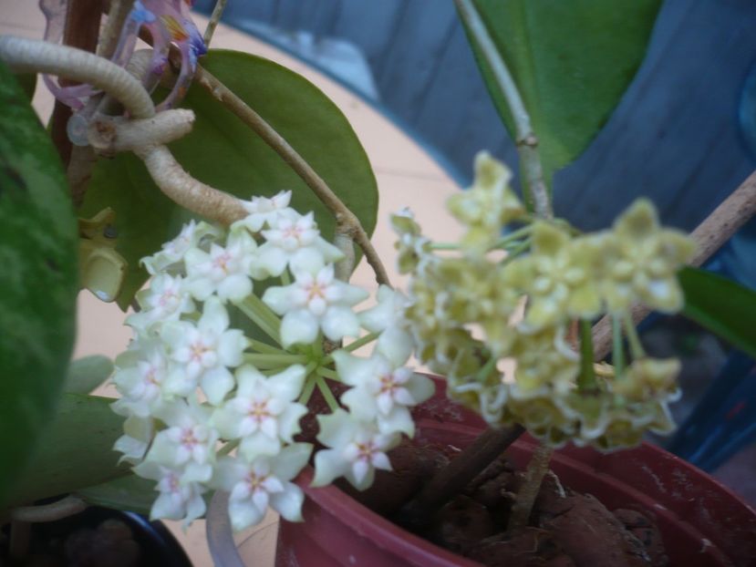 P1410773 - HOYA 2019