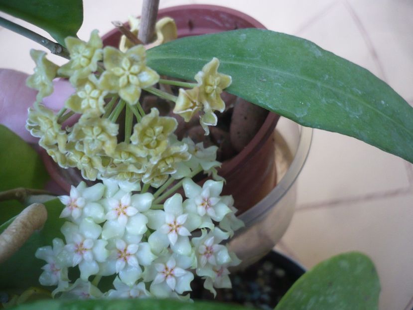P1410775 - HOYA 2019