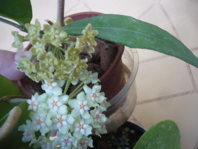 P1410776 - HOYA 2019