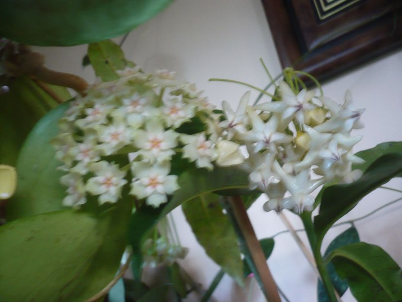 P1410778 - HOYA 2019