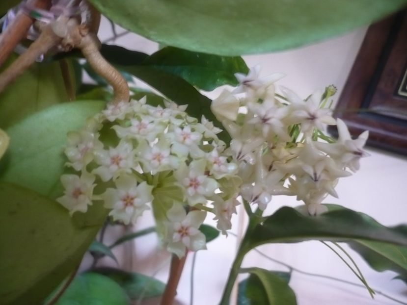 P1410780 - HOYA 2019