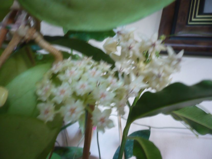 P1410781 - HOYA 2019