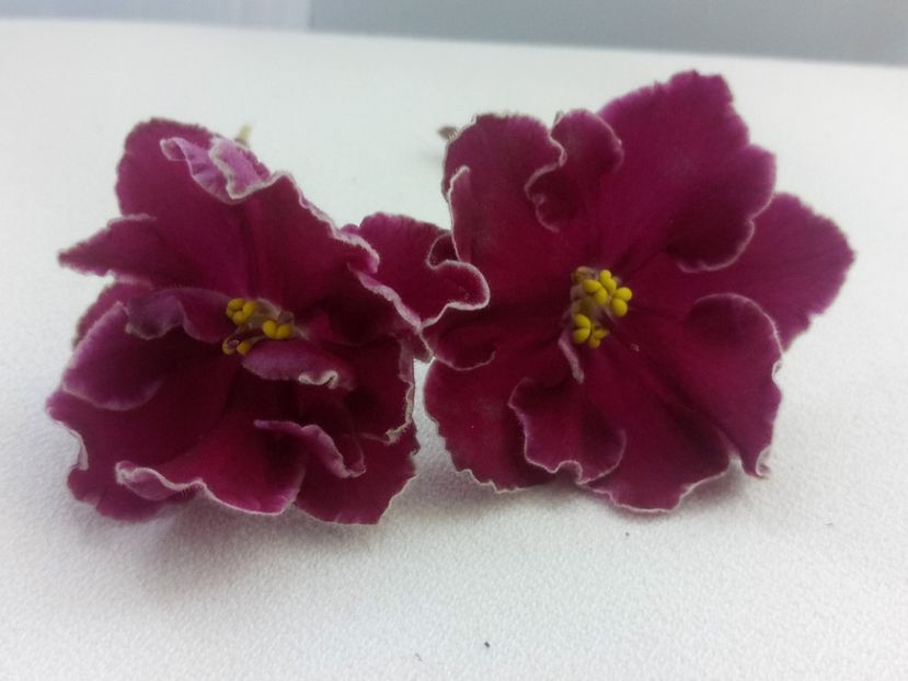 29 mai - ZZ LE Polina Viardo