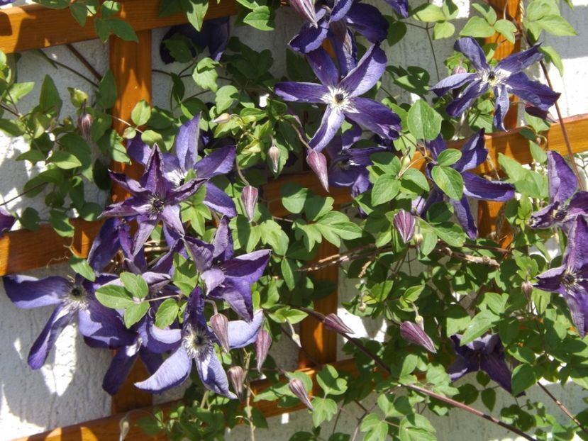  - Clematita Venosa Violaceea 1