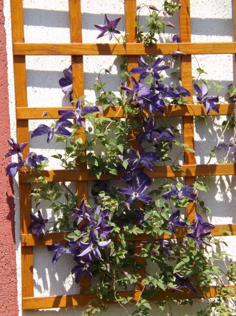  - Clematita Venosa Violaceea 1