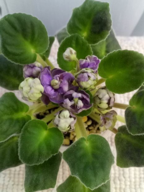 21 mai - ZZ TV Dikaja Slyva - TV Wild Plum