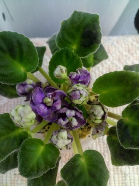 21 mai - ZZ TV Dikaja Slyva - TV Wild Plum